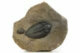 Zlichovaspis Trilobite With Enrolled Reedops - Atchana, Morocco #334906-3